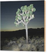 Usa, California, Joshua Tree In Wood Print