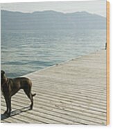 Usa, Idaho, Hope, Dog On Pier Wood Print