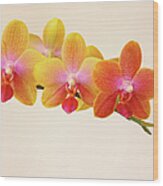 Variegated Phalaenopsis Orchid Flowers Wood Print