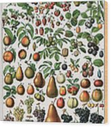 Varieties Of Fruit Wood Print