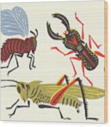 Variety Of Bugs Wood Print