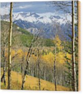 Vertical Yellow Fall Autumn Leaves Quaking Aspen Trees Forest Grove Snowy Mountain Peaks Landscape Wood Print