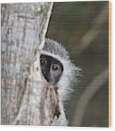Vervet Monkey, South Africa Wood Print