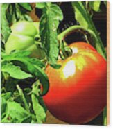 Vine Ripened Jersey Tomatoes Wood Print