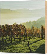 Vineyard Landscape And Morning Fog Wood Print