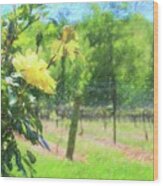 Vineyard Yellow Roses In Spring 3 Wood Print