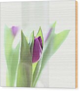 Violet Tulips Wood Print