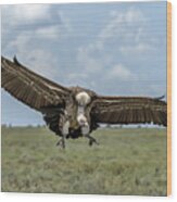 Vulture Landing Wood Print