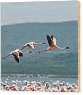 Wading And Flying Flamingos Wood Print