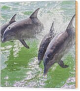 Wake Surfing Dolphin Family Wood Print