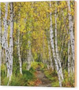 Walk In The Woods - Vertical Wood Print