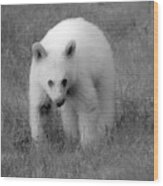 Wandering White Black Bear Cub Closeup Black And White Wood Print