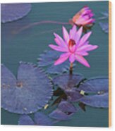 Water Lilies Wood Print