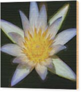 Water Lily 101 Wood Print