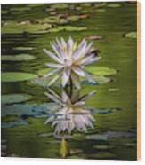 Water Lily In Bloom Wood Print