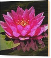 Water Lily Reflection Wood Print