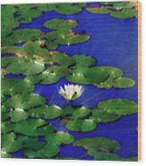 Water Lily Watercolor Iii Wood Print