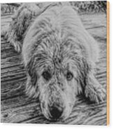 Wet Dog Beau Wood Print