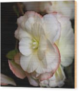White Begonia Wood Print