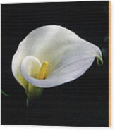 White Calla Lily, Zantedeschia Wood Print