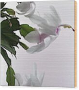 White Christmas Cactus Wood Print