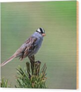 White Crowned Sparrow Wood Print