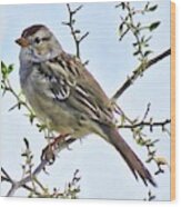 White-crowned Sparrow On Creosote Wood Print