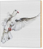 White Dove In Flight Wood Print