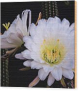 White Echinopsis Blooms Wood Print