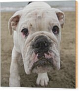 White English Bulldog On Beach Wood Print