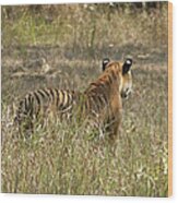 White Eye Spots On Wild Bengal Tiger Wood Print
