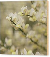 White Fragrant Flower Close Up Wood Print