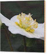 White Hellebore Wood Print