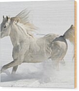 White Horse Running Free In Snow And Wood Print