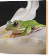 White Lipped Tree Frog Wood Print