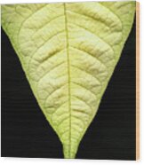 White Poinsettia Leaf Wood Print