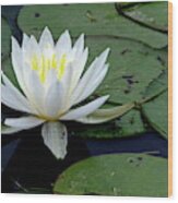 White Pond Lilly Wood Print