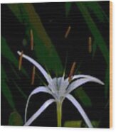 White Spider Lily Wood Print