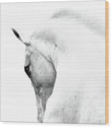 White Stallion Andalusian Horse Neck Wood Print