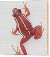 White-striped Poison Dart Frog Wood Print