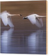 White Swans Flying Upon The Lake Wood Print