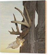 White-tail Deer 017 Wood Print