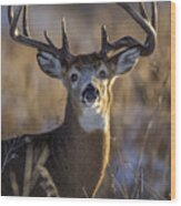White-tailed Deer Wood Print