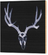 White-tailed Deer X-ray 004 Wood Print
