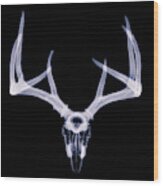 White-tailed Deer X-ray 005 Wood Print