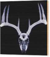 White-tailed Deer X-ray 009 Wood Print
