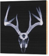 White-tailed Deer X-ray 012 Wood Print
