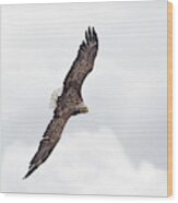White-tailed Eagle Against White Clouds Wood Print