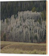 White Aspen Trees, Wyoming Wood Print