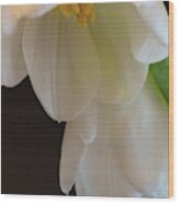 White Tulips Wood Print